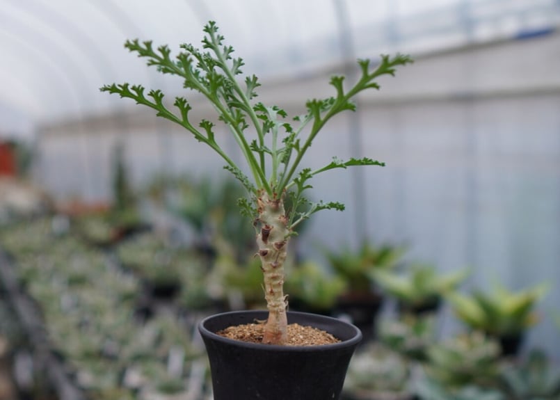 ペラルゴニウム カルノーサム | mana's farm:塊根植物・アガベ・ドライ