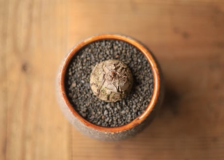 亀甲竜 Dioscorea elephantipes ミニ