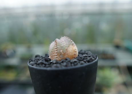 ユーフォルビア　オベサブロー　Euphorbia ObesaBlow  No.1