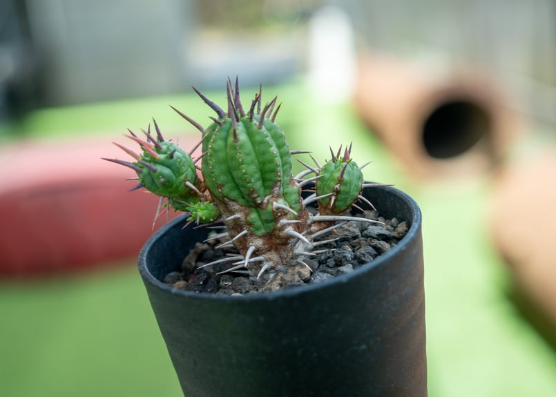 ユーフォルビア　フェロックス　大型株 楽天市場】観葉植物 多肉植物 ユーフォルビア フェロックス