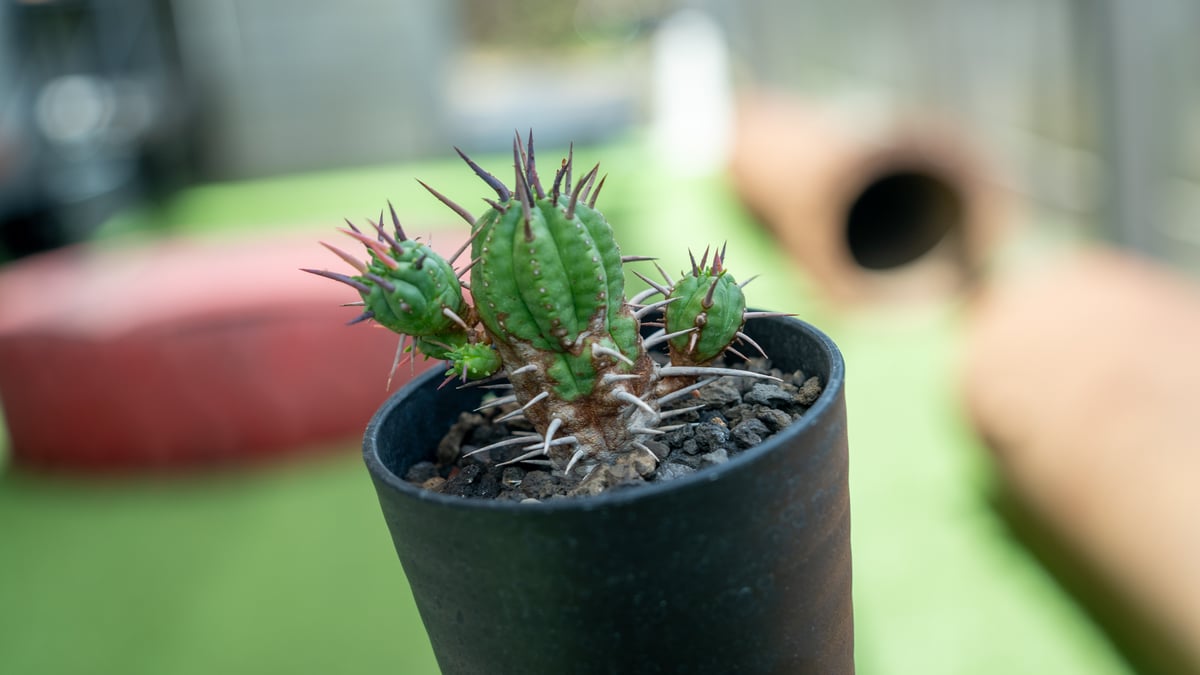 ユーフォルビア フェロックス | mana's farm:塊根植物・アガベ