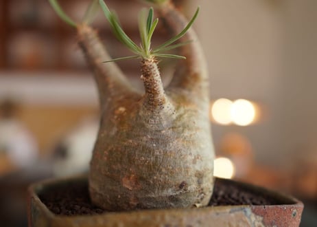 パキポディウム　グラキリス　 Pachypodium Gracilius