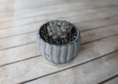 ハオルチア　ブラックオブツーサ　Haworthia obtusa Black