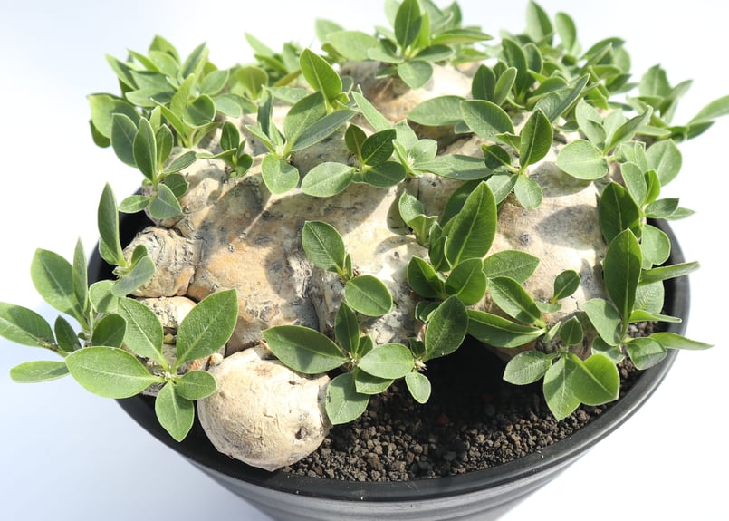 パキポディウム 恵比寿笑い no.2 | mana's farm:塊根植物・アガベ