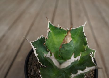 アガベ　チタノタ　白火焔　agave titanota white fire