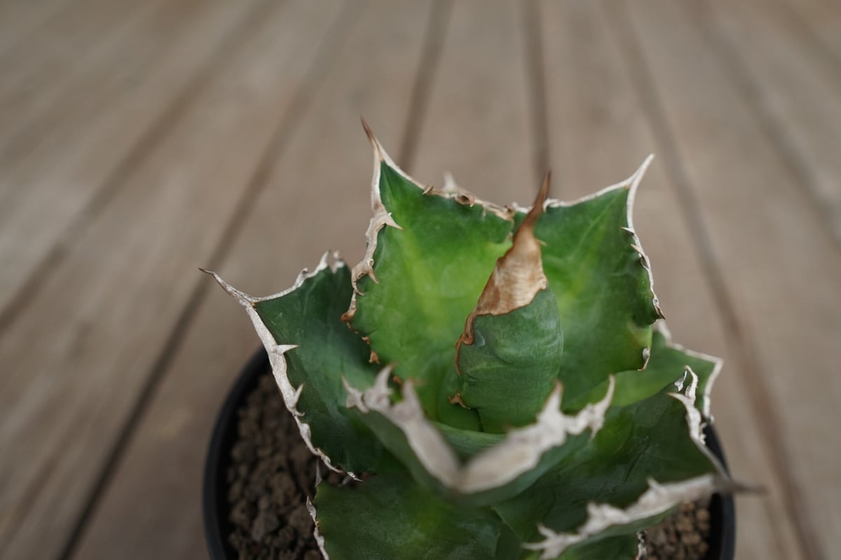 アガベ チタノタ 白火焔 agave titanota white fire | mana's アガベ チタノタ 白火焔 agave titanota white fire | mana's