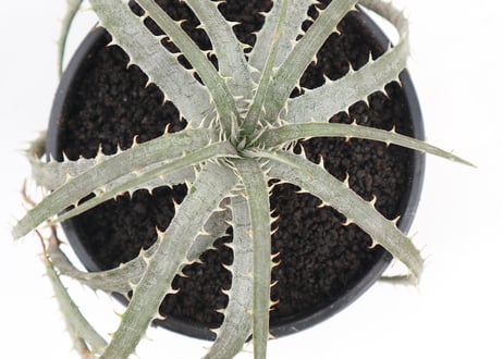 ディッキア　dyckia Delicata from F1 x Goehringii Red