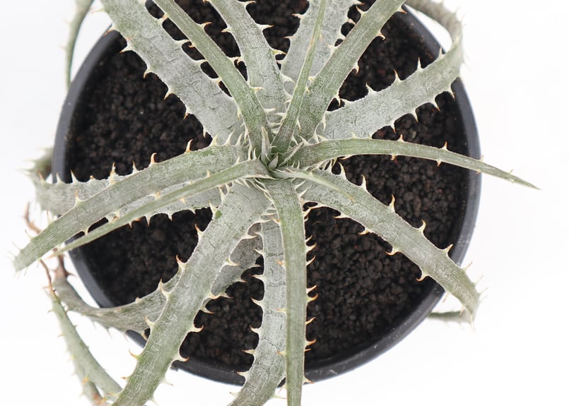 ディッキア dyckia Delicata from F1 x Goehringii Red
