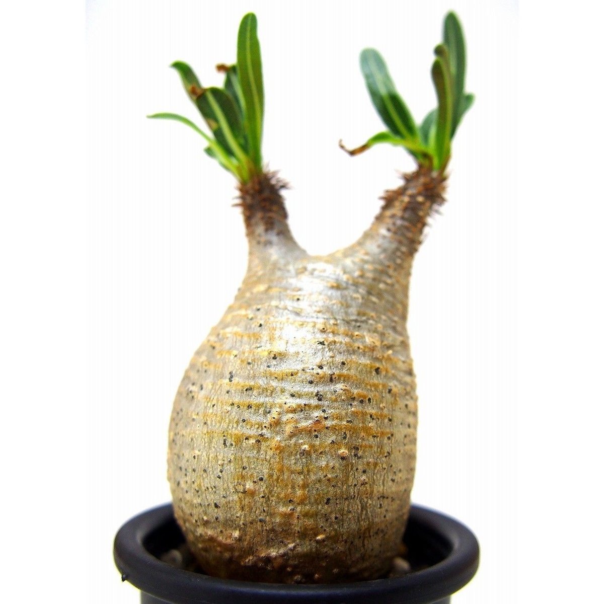 Pachypodium Gracilius パキポディウム グラキリス №7 little