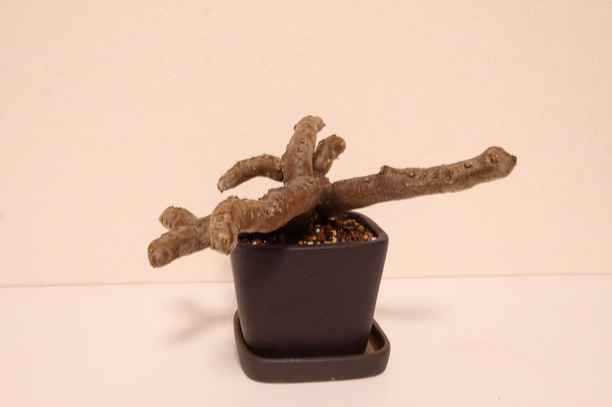 サルコカウロン・ムルチフィズム Sarcocaulon multifidum サルコカウロン・ムルチフィズム Sarcocaulon multifidum