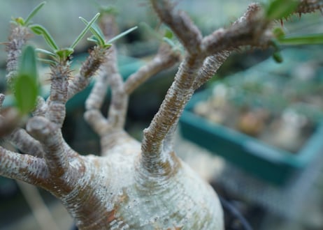 パキポディウム　グラキリス　 Pachypodium Gracilius  No.1