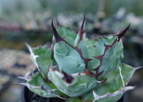 アガベ　チタノタ　 ブラックアンドブルー 　Agave titanota black and blue　No.3