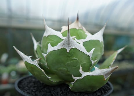 agave titanota 獅子光　Lion light　No.1