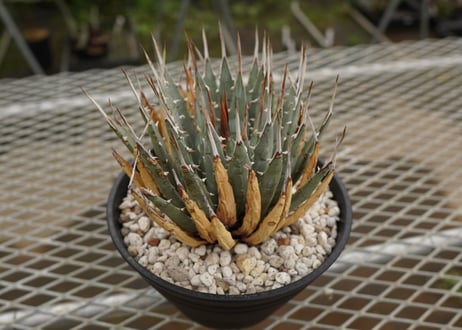アガベ　ユタエンシス　Agave uthaensis　NO.4