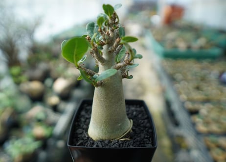 アデニウム　Adenium　No.9