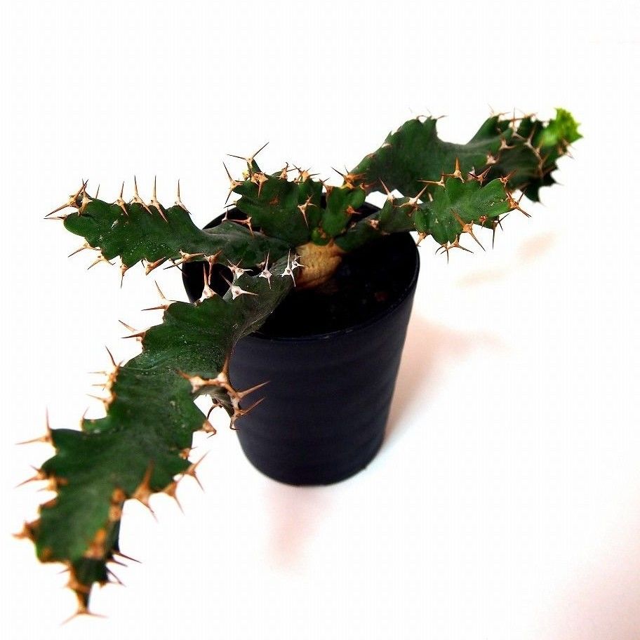 ユーフォルビア ウムフォロジエンシス Euphorbia umfoloziensis | ma