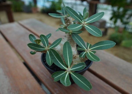 パキポディウム　デンシフローラム Pachypodium densiflorum   No.2