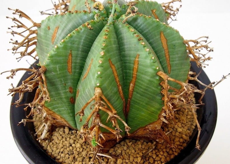 Euphorbia valida ユーフォルビア・バリダ | mana's farm:塊根植物