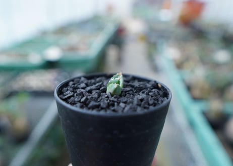 アガベ　チタノタ　FO-76　Agave titanota  FO-76　No.21