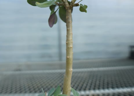 オトンナ　トリプリネルビア　Othonna triplinervia　C11