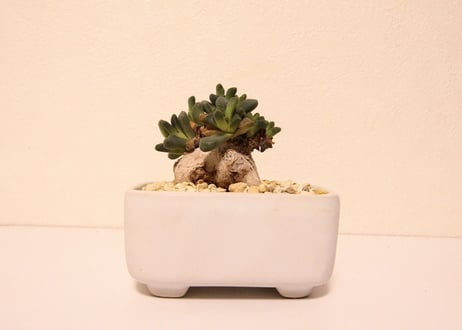 アロイノプシス　ヴィッタ　Aloinopsis vittata
