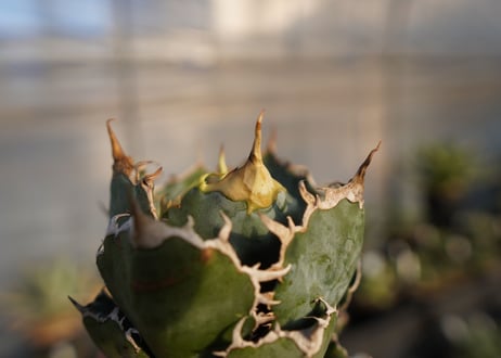 agave titanota 白鯨　 NO.1