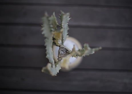ユーフォルビア ホワイトゴースト Euphorbia lactea White Ghost
