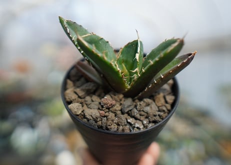 アガベ　チタノタ　鬼爪雪峰  Agave titanota “Onitsume Yukimine"　No.2