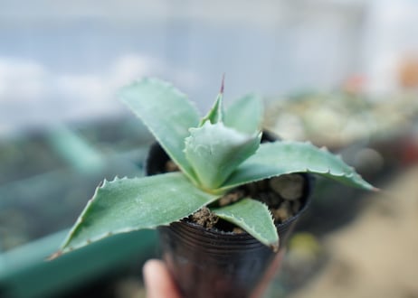 アガベ　オバティフォリア　Agave ovatifolia　No.4