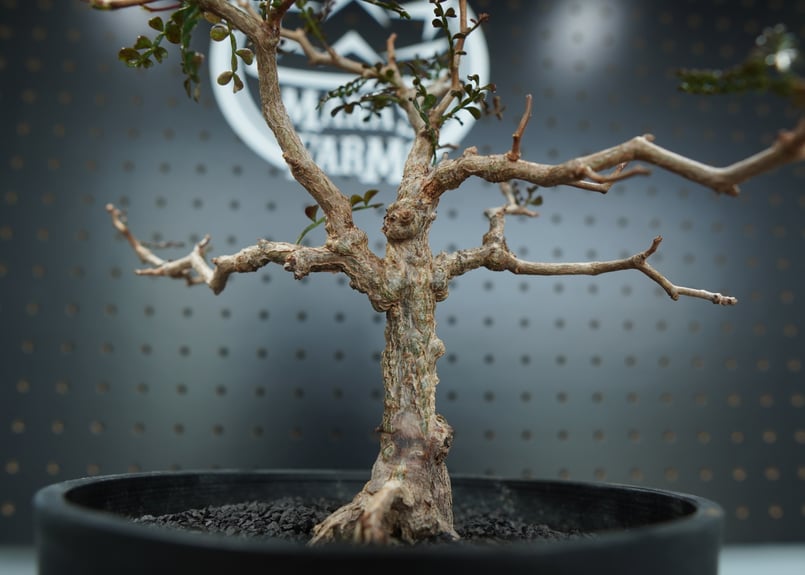 オペルクリカリア パキプス 沖縄管理株 | mana's farm:塊根植物