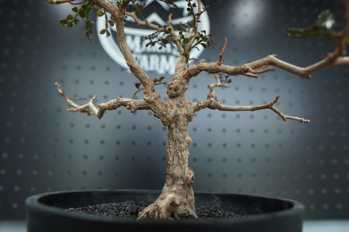 オペルクリカリア パキプス 沖縄管理株 | mana's farm:塊根植物