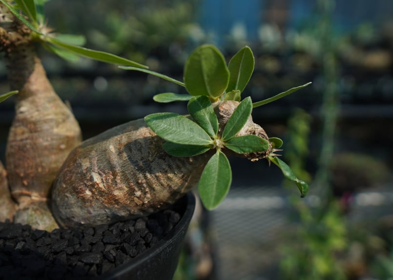 パキポディウム マカイエンセ Pachypodium makayense No.4 | man