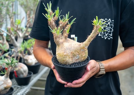 パキポディウム　グラキリス　 Pachypodium Gracilius　No.1