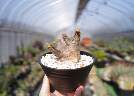 パキポディウム マカイエンセ　Pachypodium makayense　No.2