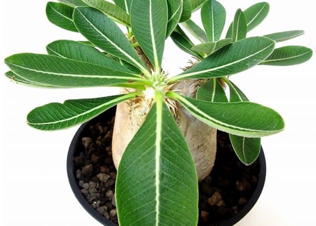 Pachypodium eburneum 　パキポディウム エブレネウム №１