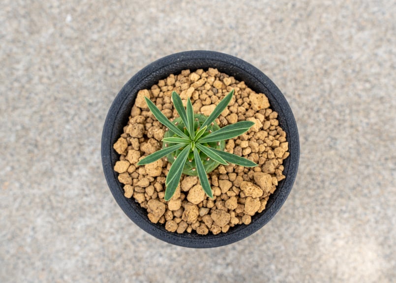 ユーフォルビア オベサ鉄甲 | mana's green:塊根植物販売|マナズ ユーフォルビア オベサ鉄甲 | mana's green:塊根植物販売|マナズ