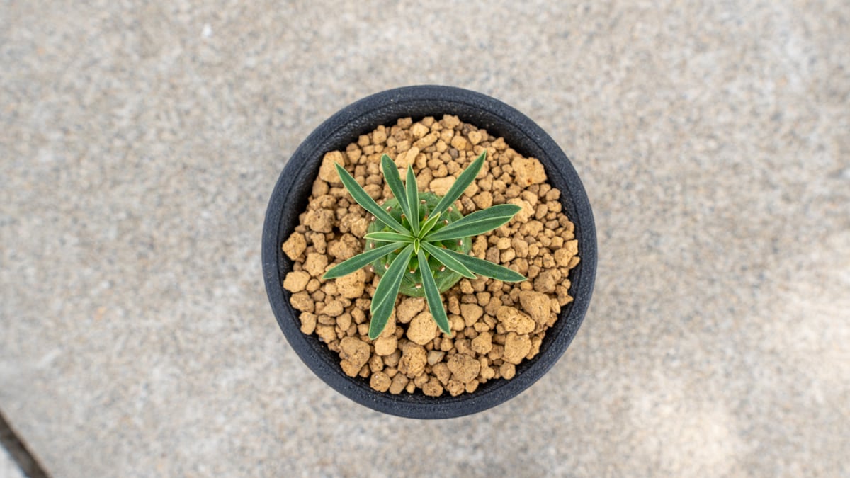 ユーフォルビア オベサ鉄甲 | mana's green:塊根植物販売|マナズ ユーフォルビア オベサ鉄甲 | mana's green:塊根植物販売|マナズ