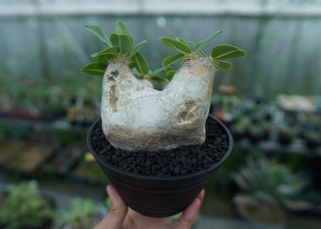 パキポディウム　エブレネウム　Pachypodium eburneum