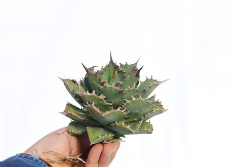 Agave titanota FO-76 dwarf  compacta  no.3
