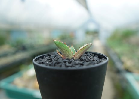 アガベ　チタノタ　萬代厳竜　Agave lophantha×titanota　No.2