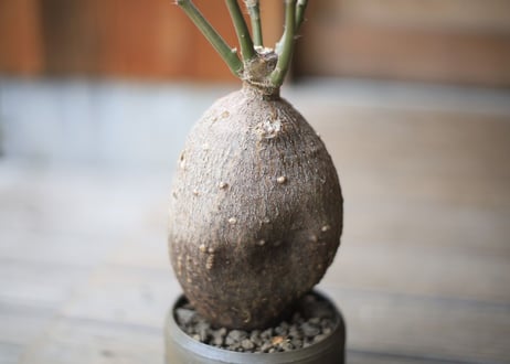 パキポディウム　 サキュレンタム 　Pachypodium succulentum