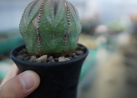 ユーフォルビア　オベサ　Euphorbia obesa  E4