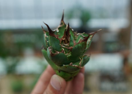 アガベ　チタノタ　MI03　agave titanota MI03  No.1