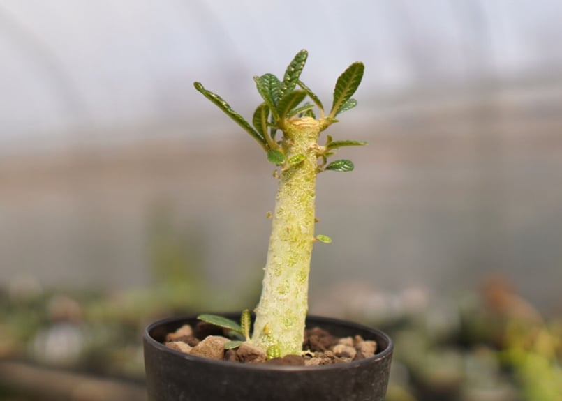 【レア/塊根植物】ドルステニア ギガス ⑩ ドルステニア ギガス / Dorstenia gigas | 塊根植物 小苗専門店