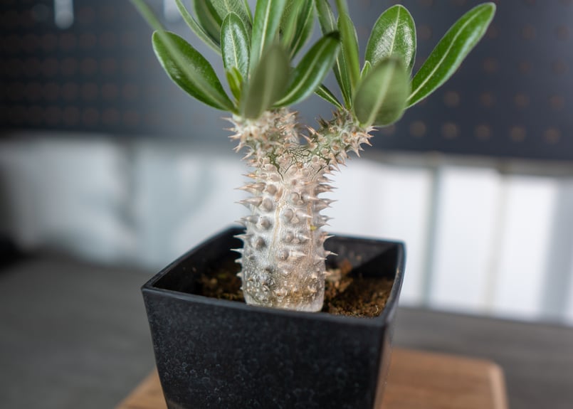 パキポディウム 伊藤ハイブリッド | mana's green:塊根植物販売 パキポディウム 伊藤ハイブリッド | mana's green:塊根植物販売