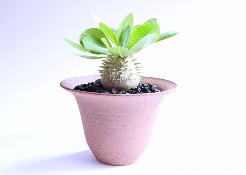 パキポディウム 恵比寿大黒 真ん丸 コレクション株 鉢ごと発送