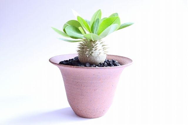 パキポディウム 恵比寿大黒 超まん丸特選株 | mana's farm:塊根植物