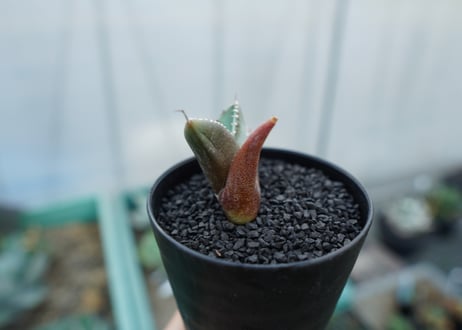 アガベ　チタノタ 　子株 　Agave titanota