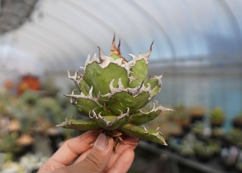 agave titanota シーザー caesar | mana's farm:塊根植物・ア