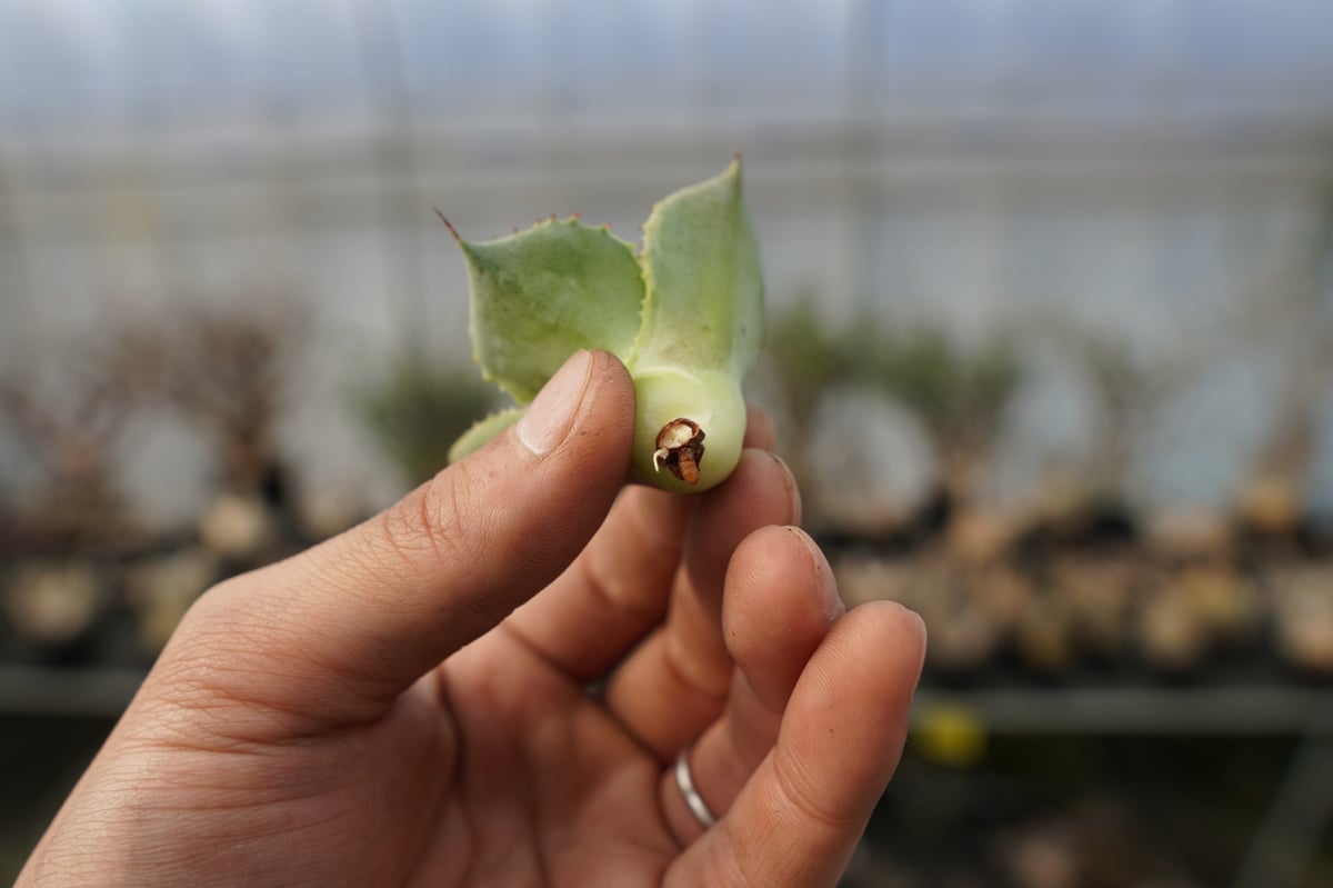 アガベ ポタトラム トレードウィンズ Agave potatorum Tradewinds N